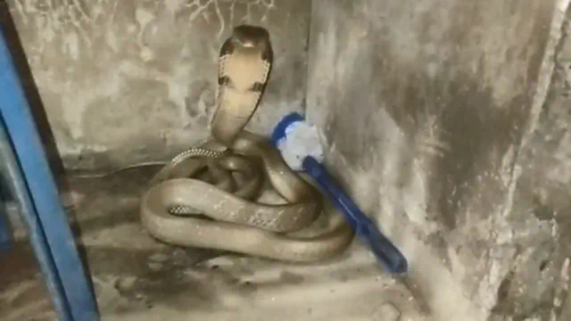 สงสัยจงอางจะไปใช้สิทธิ์ ดันเข้าคูหาผิด เลื้อยไปเข้าห้องน้ำ ทำเจ้าบ้านผวา