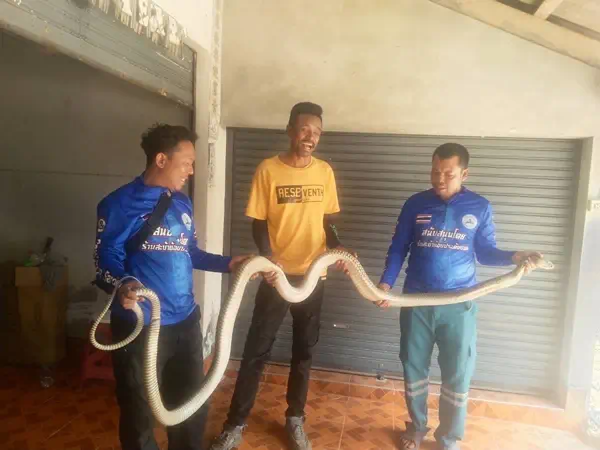 จงอางยักษ์ สะบ้าย้อย ใหญ่กว่า จงอาง นาทวี เชื่อ เจ้าที่มาให้โชค