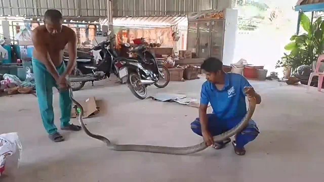 จงอาง 3.50 ม.เลื้อยเข้าห้องครัว เชื่อมาให้โชคลาภ