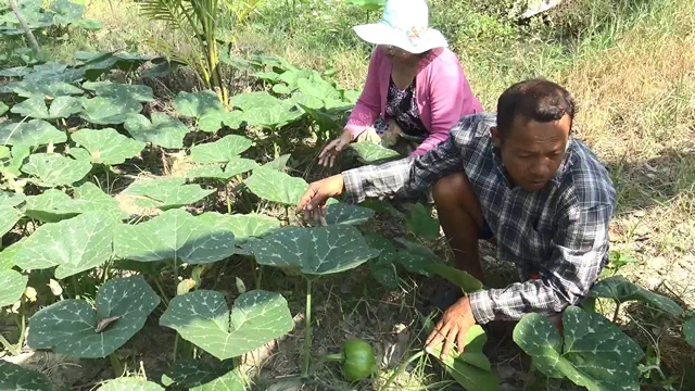 สงขลา-นำฟักทอง 400 ต้น ปลูกแซมยางแซมกล้วยและแซมฝรั่งกิมจู ทำ “สวนพอเพียง” แบบผสมผสาน