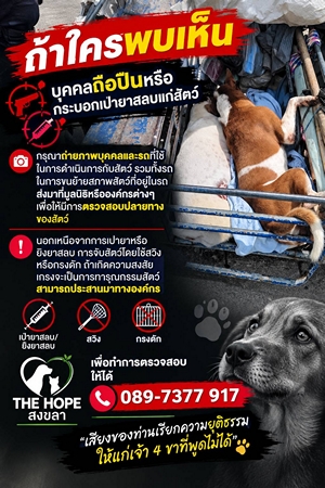 พบนกต่อ-แก๊งเป่ายาสลบจับสัตว์ปริศนา! The Hope สงขลา วอนประชาชนช่วยถ่ายภาพแจ้งเบาะแส เร่งตรวจสอบความปลอดภัย 4 ขา