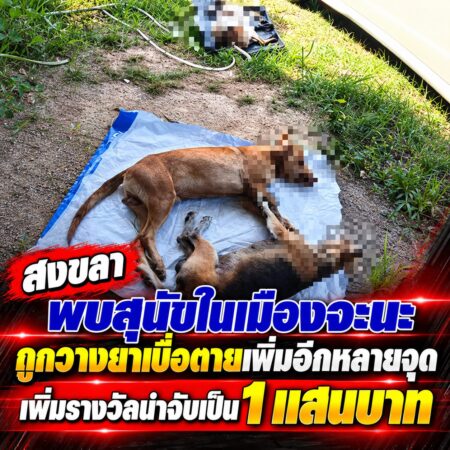 ข่าวด่วน สงขลา พบสุนัขตาย әд